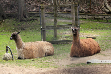 Two lamas in the yard © Lucy 