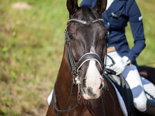 Obraz premium Portrait of brown sports horse with a bridle and a rider riding on it.