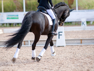 A  black sports horse with a bridle and a rider riding with his foot in a boot with a spur in a...
