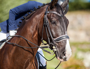 Fototapeta premium Portrait of brown sports horse with a bridle and a rider riding on it.