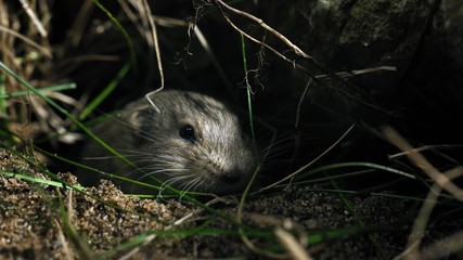 hamster in grass