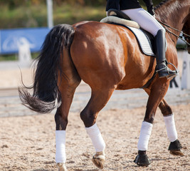 A red sports horse with a bridle and a rider riding with his foot in a boot with a spur in a...