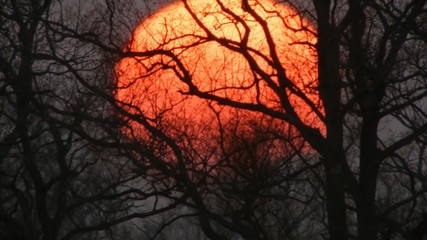 tree in sunset
