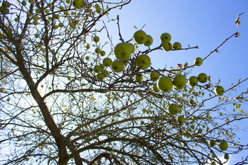branch of a tree
