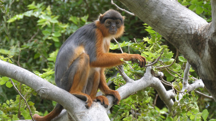 Western red colobus monkey in a tree