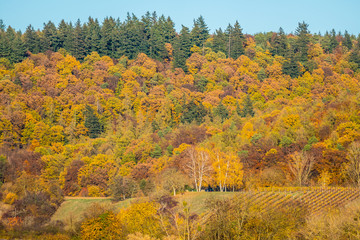 Fototapeta premium Herbstwald