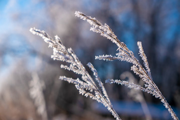 Close up detail of grass in the middle of winter covered in hora frost ice crystals