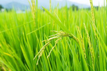 Rice field, with yellow rice seed ripe and green leaves.