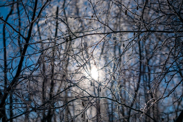 Hoar-frost covered trees in winter on a cold winter day.