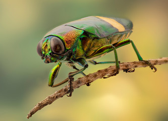 Multi colored insect on plant