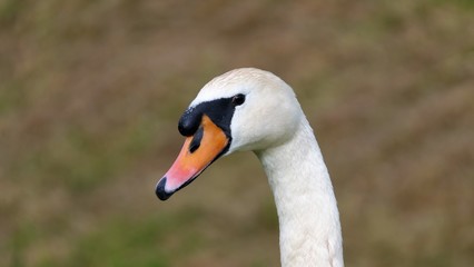 Portrait of a mute swan looking to the left