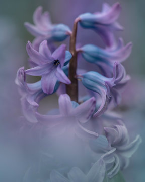 purple flower in plant