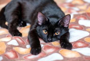 Domestic black Cat looking in front of Camera and lying on the Bed. Portrait of black Cat at Home