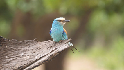 Lilac-breasted roller on a tree