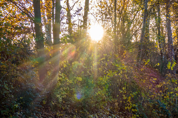 Fototapeta premium Sonnenstrahlen im Wald