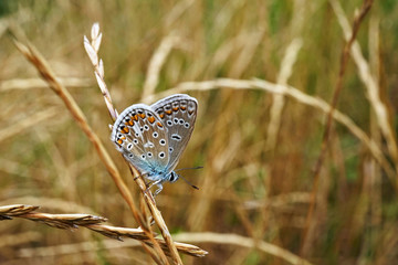 Schmetterlinge Deutschlands - Himmelblauer Bläuling