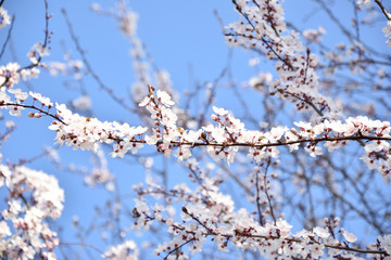 cherry in spring