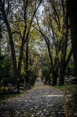 autumnal aisle path in the cemetery