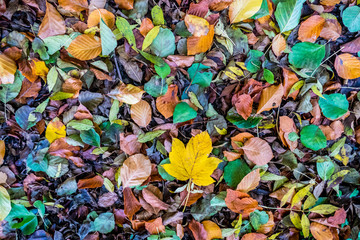 Fototapeta na wymiar Herbstlaub und Blätter