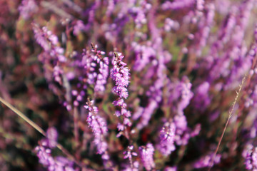 Obraz premium purple flowers on a background