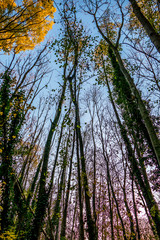 Herbstwald