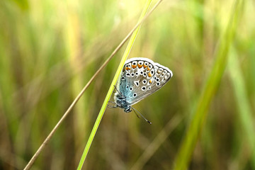 Schmetterlinge Deutschlands - Himmelblauer Bläuling