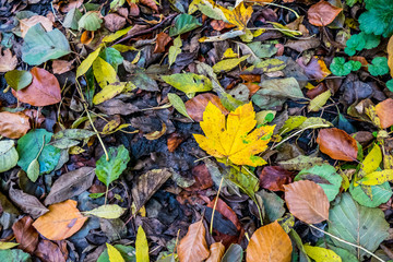 Herbstlaub und Blätter