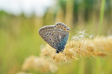 Fototapeta na wymiar Schmetterlinge Deutschlands - Himmelblauer Bläuling