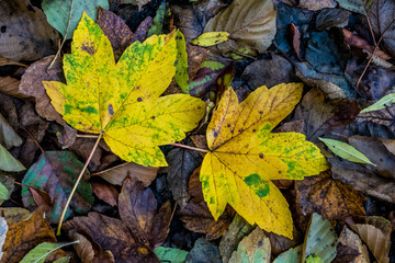 Herbstlaub und Blätter