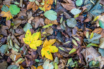 Herbstlaub und Blätter