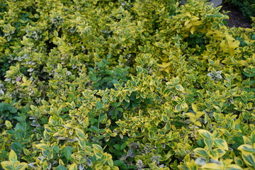 Yellow green Winter creeper spindle