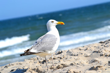 Seagull on the beach in Atlantic Ocean in the USA. Vacation concept.