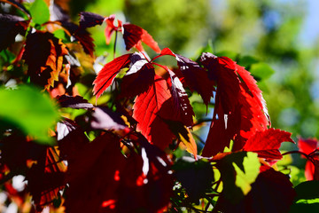Virginia creeper (Parthenocissus quinquefolia) leaves and fruits