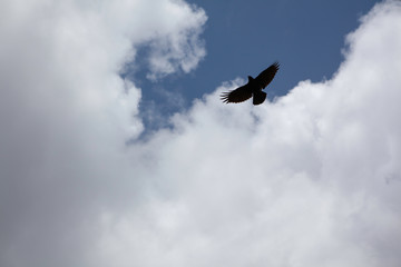 Blue Sky Flight