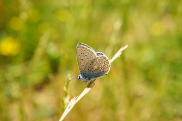 Schmetterlinge Deutschlands - Himmelblauer Bläuling