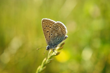 Schmetterlinge Deutschlands - Himmelblauer Bläuling