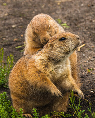 Prairie dog getting a back rub