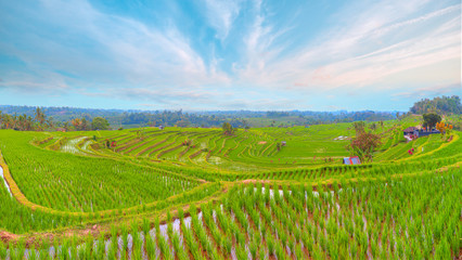 Fototapeta na wymiar Green rice terrace fields of Jatiluwih in Bali island - Ubud, Indonesia 