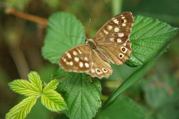 Obraz premium Schmetterlinge Deutschlands - Waldbrettspiel