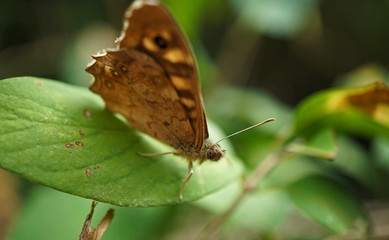 Schmetterlinge Deutschlands - Waldbrettspiel