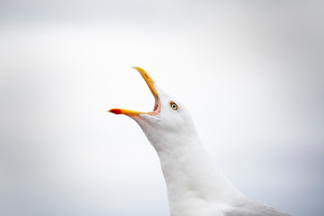 Primer plano de gaviota graznando