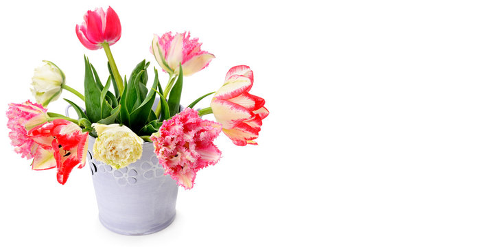 Fowers tulips in decorative bucket on white background. Free space for text. Wide photo.