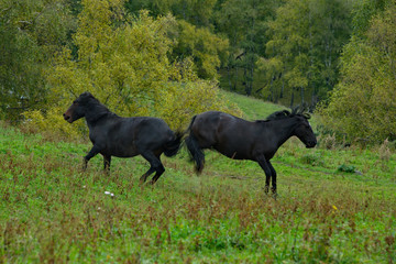 Fototapeta na wymiar Russia. The South Of Western Siberia, Mountain Altai. Two young black horses fight for leadership in the herd