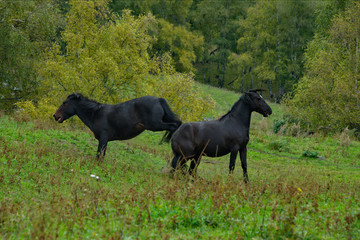 Obraz na płótnie Canvas Russia. The South Of Western Siberia, Mountain Altai. Two young black horses fight for leadership in the herd