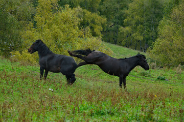 Russia. The South Of Western Siberia, Mountain Altai. Two young black horses fight for leadership in the herd