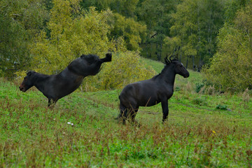 Russia. The South Of Western Siberia, Mountain Altai. Two young black horses fight for leadership in the herd