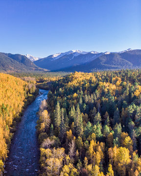 Aerial photo of forest