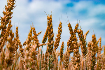 golden ears of wheat against blue sky