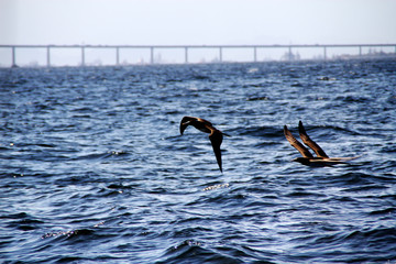 Birds near the water