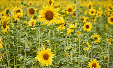 Obraz premium Blooming sunflower field in summer, close-up